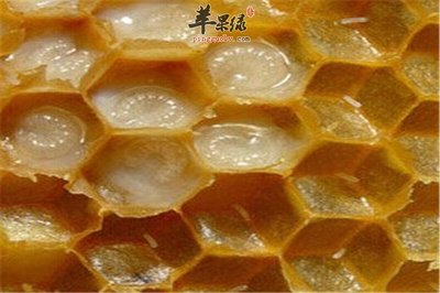 蜂王浆对心血管系统的潜在影响与注意事项