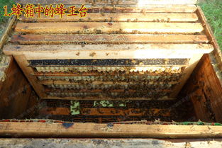 探秘林州蜂王浆 老店口耳相传的春之珍品